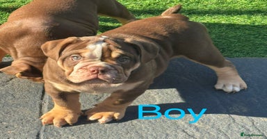 English Bulldog dogs - Advert 16