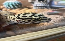 Leopard Gecko reptiles for sale: Leopard gecko vivarium and accessories for sale  - Image 6