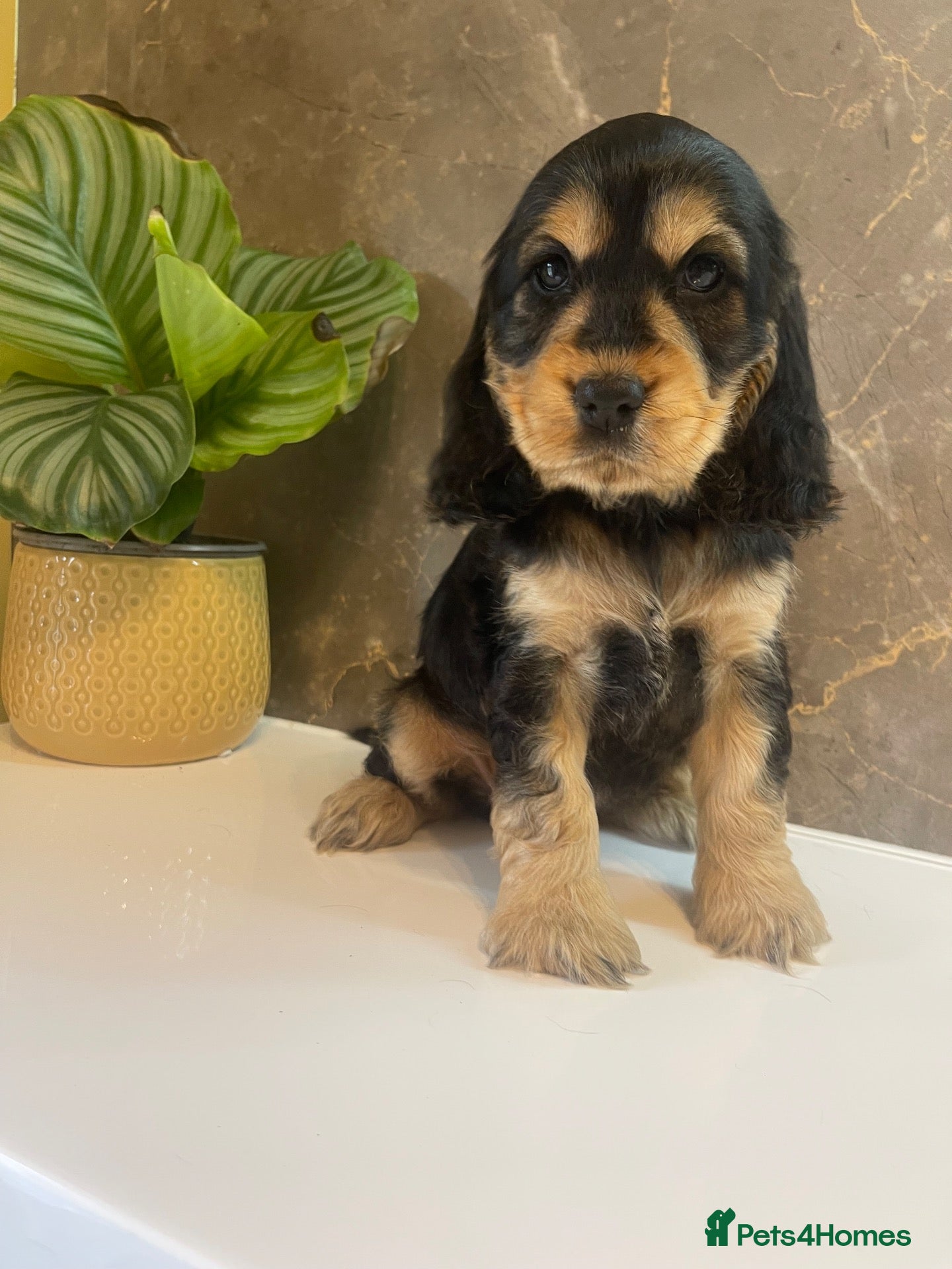 Cocker Spaniel dogs for sale: KC Registered Show Cocker Spaniels - Advert 9