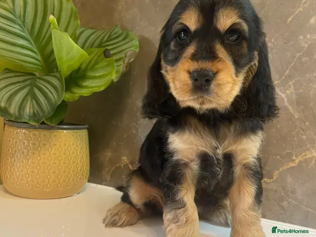 Cocker Spaniel dogs for sale: KC Registered Show Cocker Spaniels - Advert 9