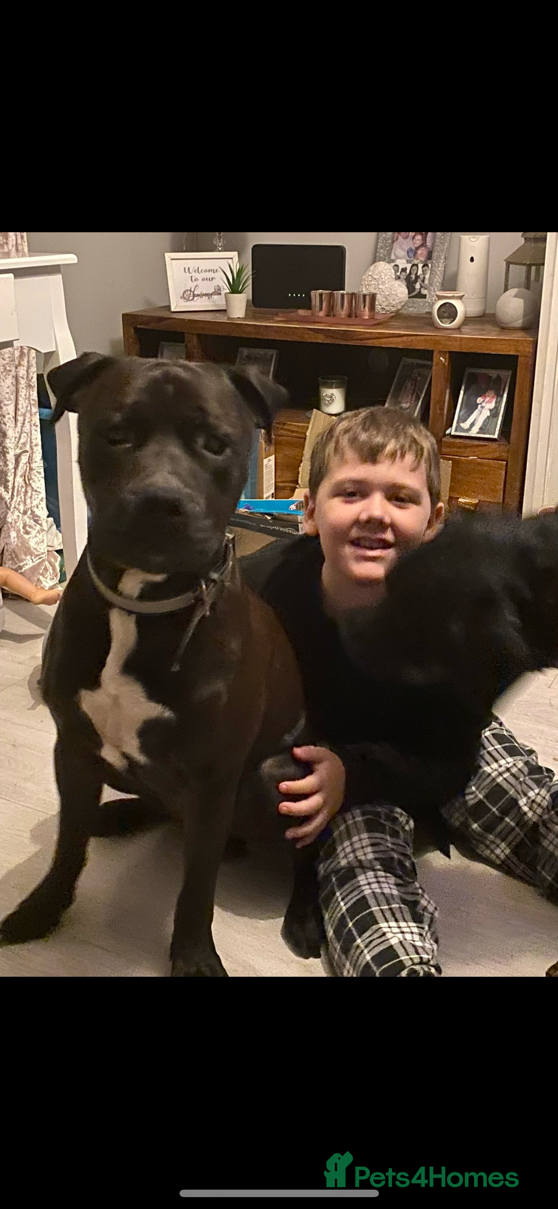 Mixed Breed dogs Staffweiler - Advert 1