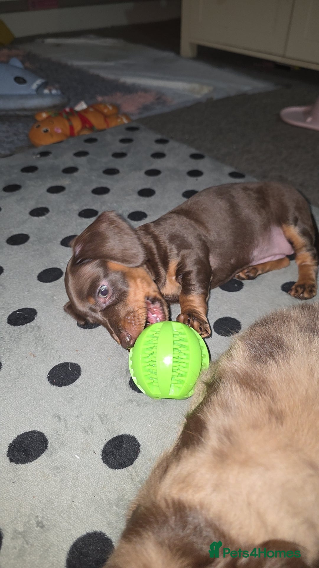 Miniature Dachshund dogs for sale: Miniature dachshund Puppies - Advert 11