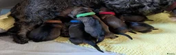 Dachshund dogs for sale: KC Reg.Wire-Haired Dachshund Puppies ( Teckels ) in Fort William - Advert 5