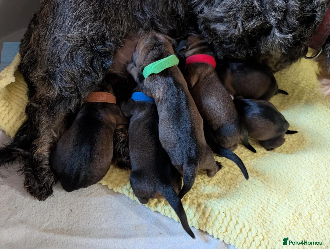 Dachshund dogs for sale: KC Reg.Wire-Haired Dachshund Puppies ( Teckels ) in Fort William - Advert 5