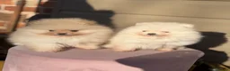 Pomeranian dogs for sale: Beautiful Purebred Pomeranian Puppies - Advert 35