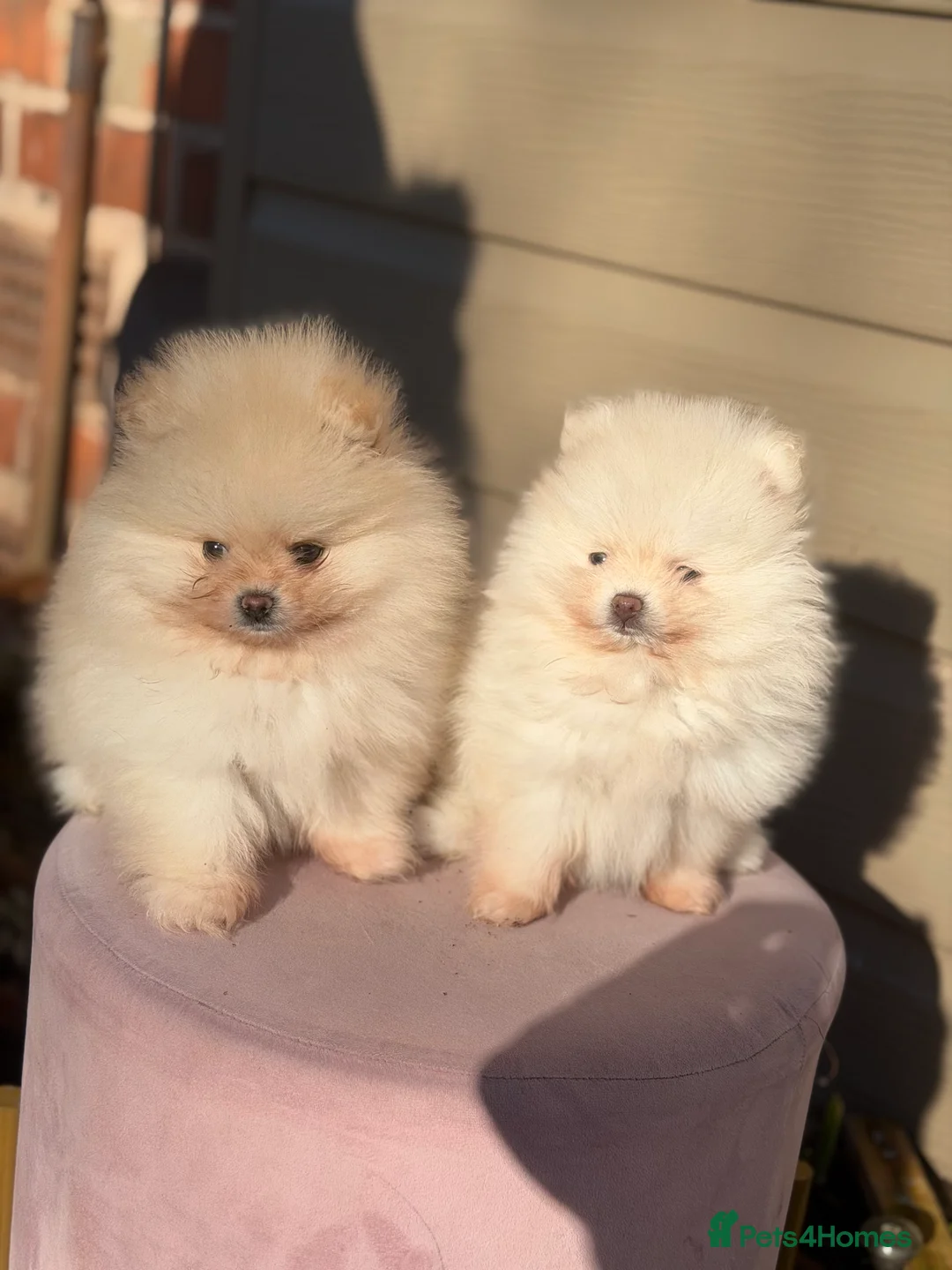 Pomeranian dogs for sale: Beautiful Purebred Pomeranian Puppies - Advert 35