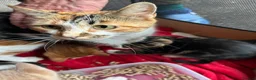 Mixed Breed cats for sale: Maine coon cross kittens - ginger, tabby and black in Ashford - Advert 10