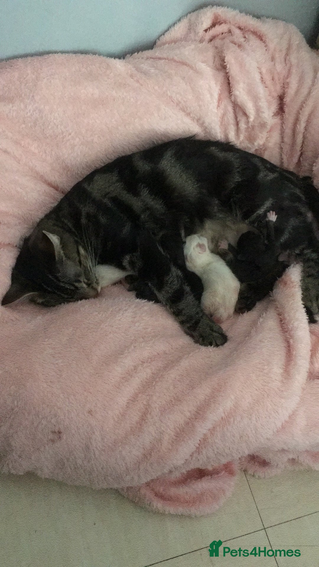 Turkish Angora cats for sale: Turkish angora cross bengal x tabby - Image 2
