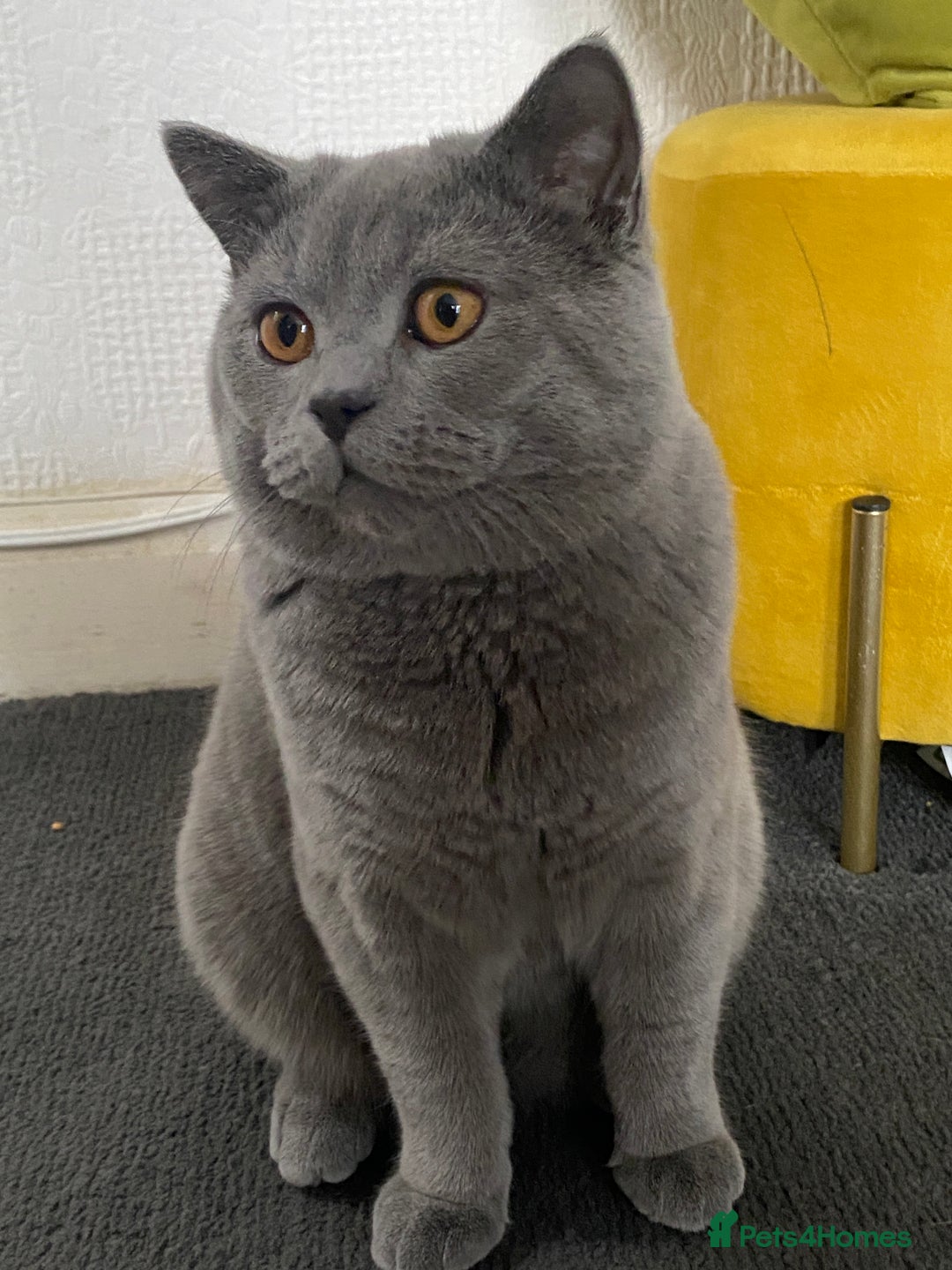 British Shorthair cats for sale: British Shorthair Male – Plush Silver Coat - Advert 2
