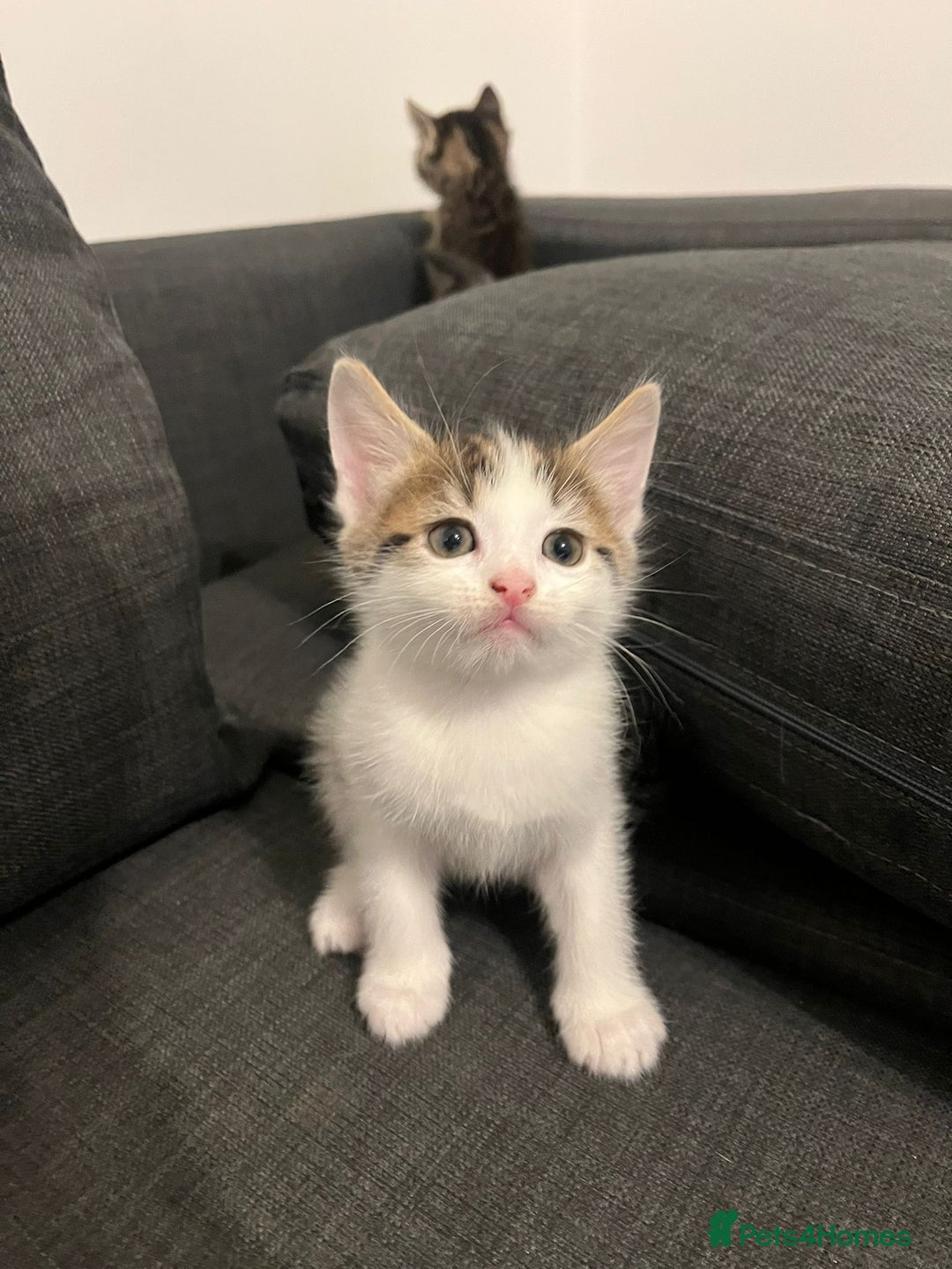 British Shorthair cats for sale: Beautiful playful kittens  - Advert 9