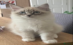 Siberian cats for sale: Siberian kittens   Neva Masquerade White - Image 11
