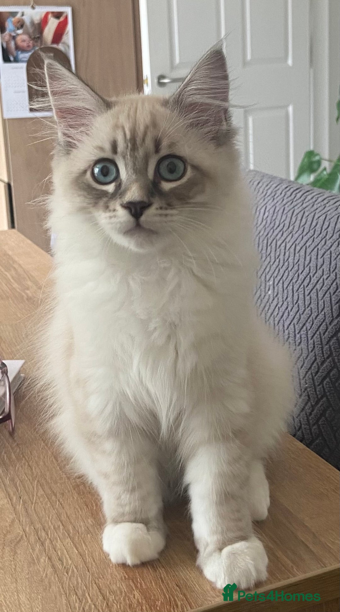 Siberian cats for sale: Siberian kittens   Neva Masquerade White - Image 11