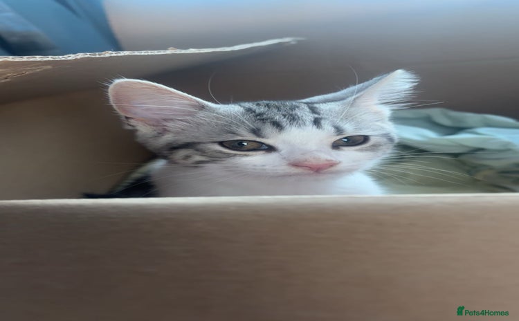 Domestic Shorthair cats - Advert 1