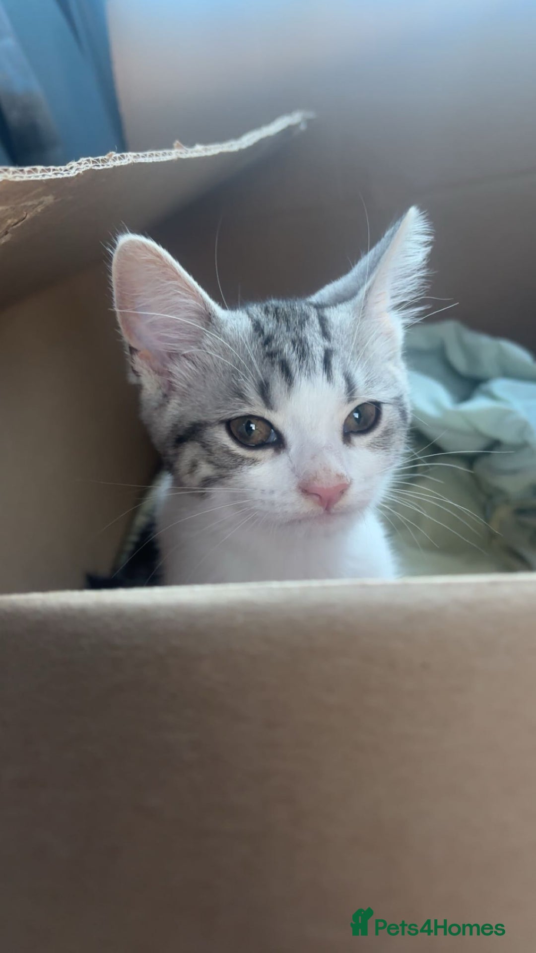 Domestic Shorthair cats for sale: Male kitten  - Image 1