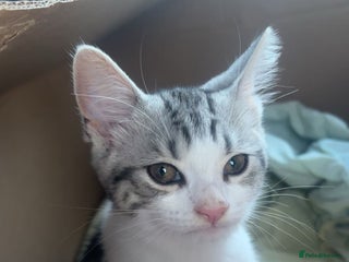 Domestic Shorthair cats - Advert 1