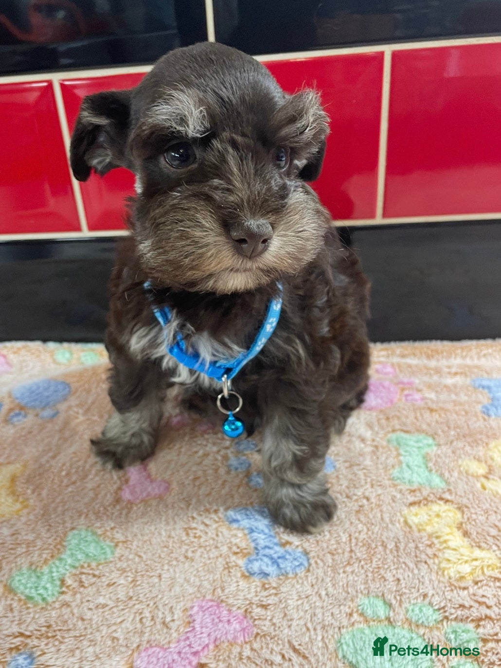 Miniature Schnauzer dogs 5* LICENSED READY KC MINI/TOY CHOC SCHNAUZERS 1 - Advert 5