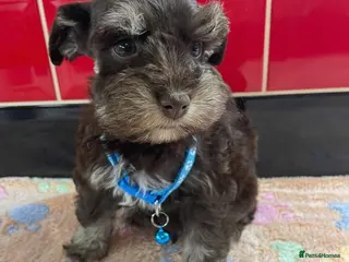 Miniature Schnauzer dogs 5* LICENSED READY KC MINI/TOY CHOC SCHNAUZERS 1 - Advert 5