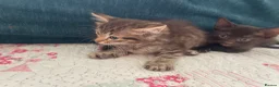 Siamese cats for sale: Siamese x Maine coon kittens - Advert 18