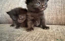 Mixed Breed cats for sale: Kittens 3 girls - Image 6