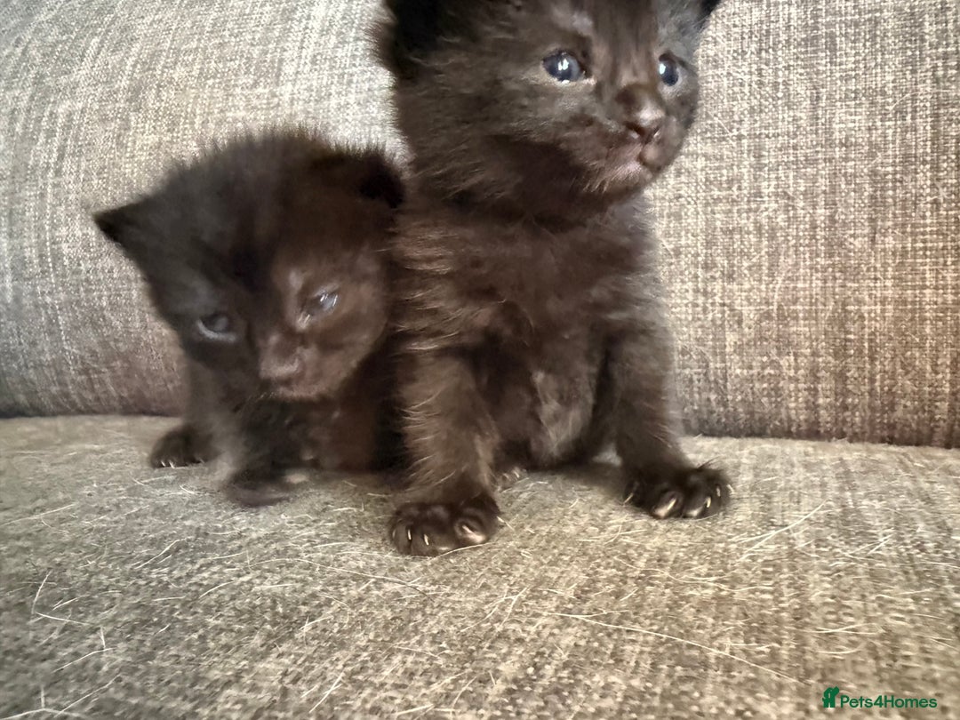 Mixed Breed cats for sale: Kittens 3 girls - Image 6