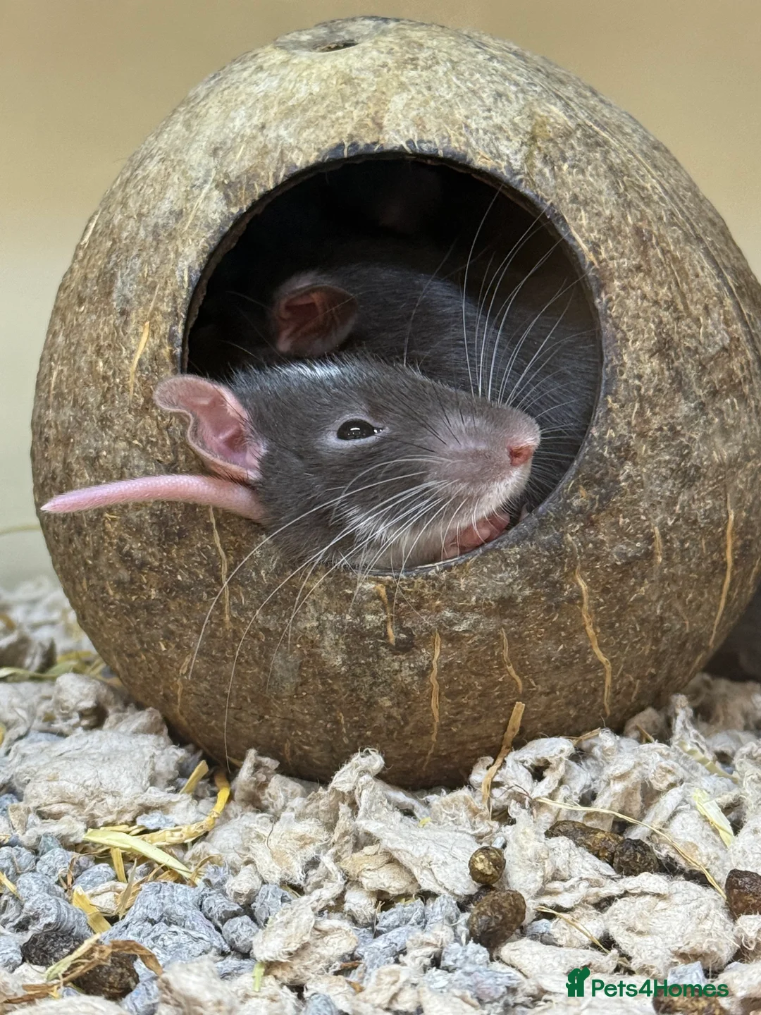 Rat rodents for sale: Male rats for rehoming - Advert 15