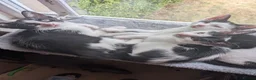 Mixed Breed cats for sale: Cute kittens looking for a new home - Advert 2