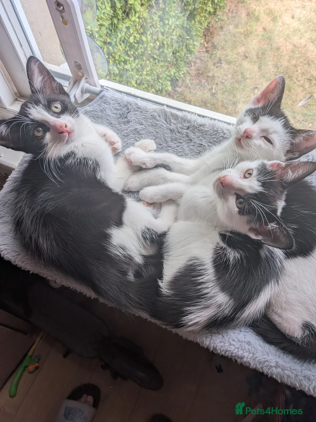 Mixed Breed cats for sale: Cute kittens looking for a new home - Advert 2