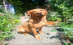 Labrador Retriever dogs for stud: Labrador retriever at Stud  in Blaydon-on-Tyne - Image 9