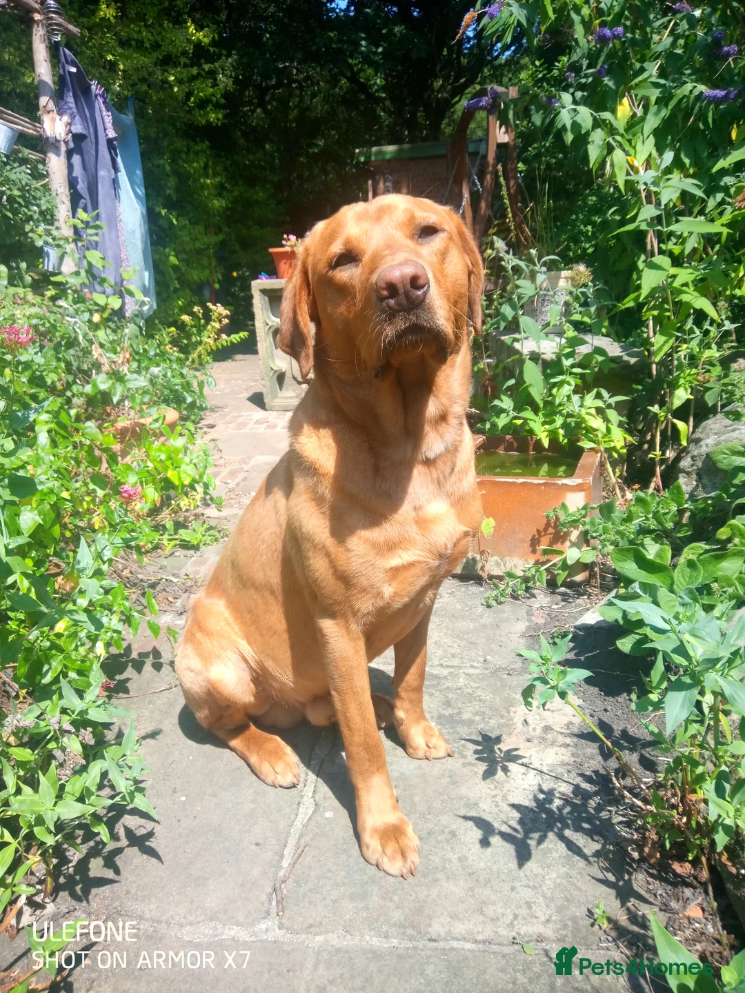 Labrador Retriever dogs for stud: Labrador retriever at Stud  in Blaydon-on-Tyne - Advert 8