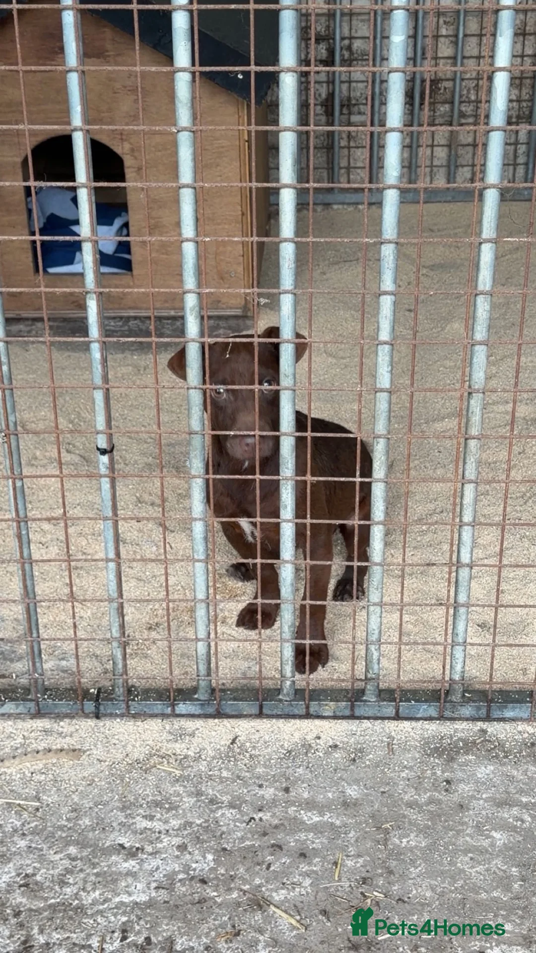 Patterdale Terrier dogs for sale: patterdale terrier  - Advert 7