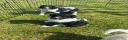 Bernedoodle dogs for sale: Stunning bernedoodle puppies  - Advert 14