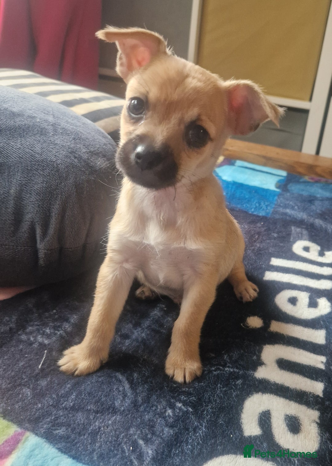 Chihuahua dogs for sale: Beautiful little boy  - Image 2