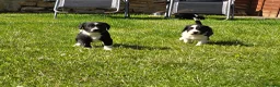Mixed Breed dogs for sale: Sprollies  - Advert 4