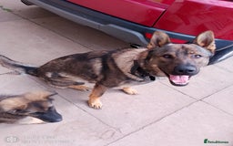 German Shepherd dogs for stud: Male German shepherd  - Image 2