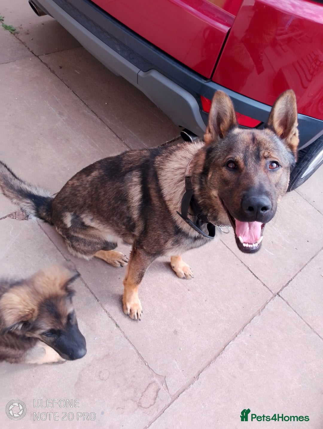 German Shepherd dogs for stud: Male German shepherd  - Image 2