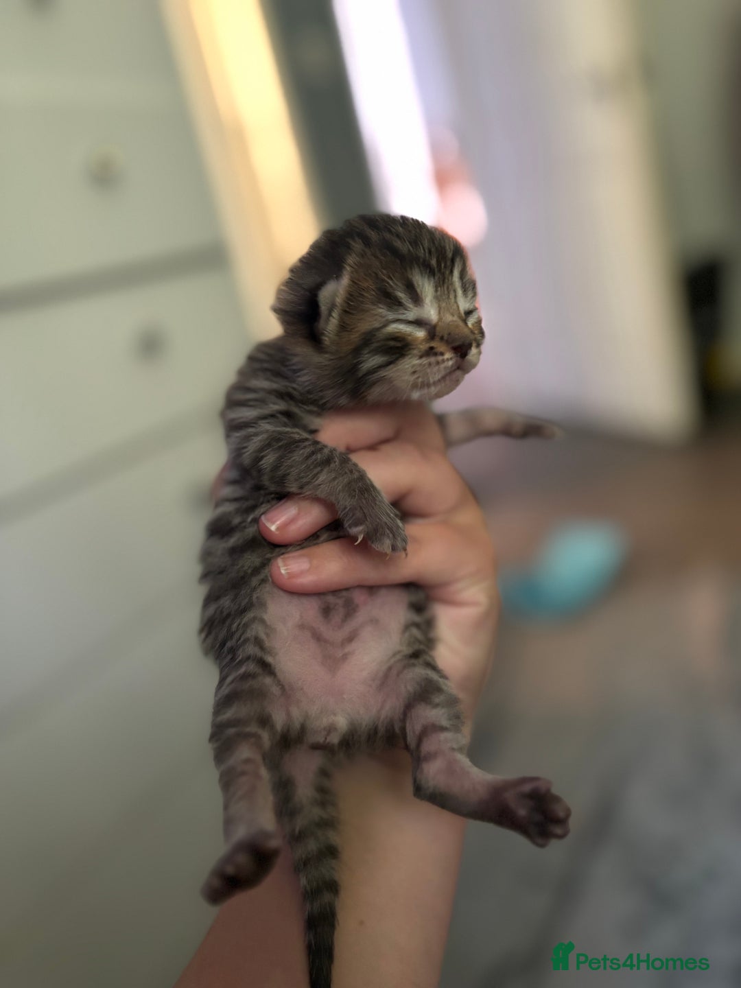 Mixed Breed cats for sale: Half bengals  - Image 5