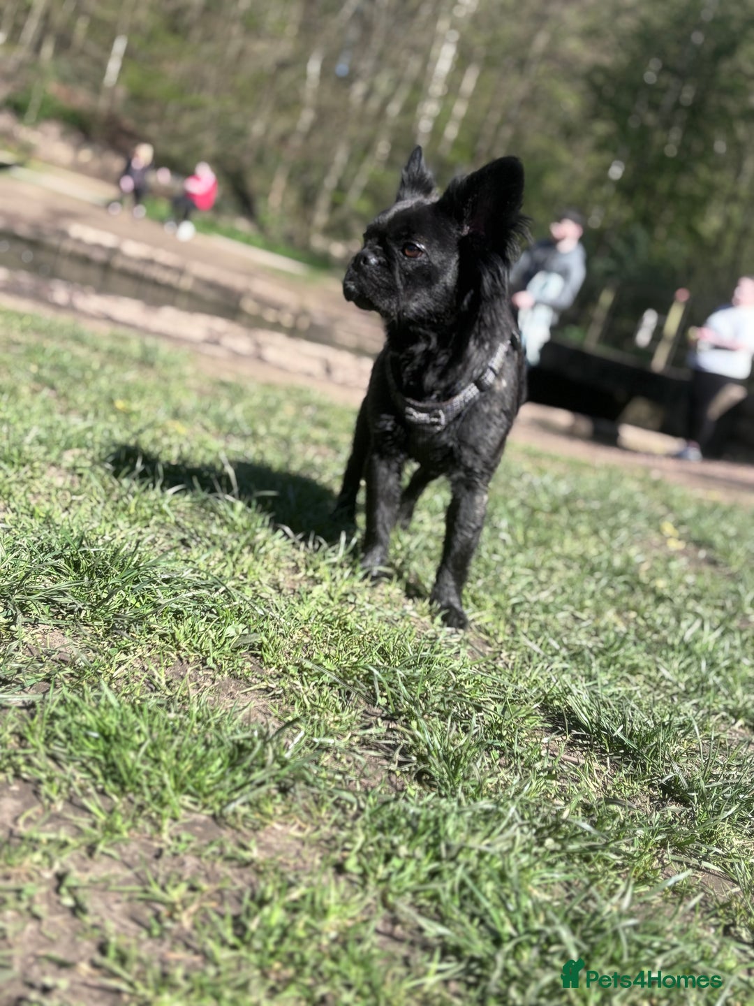 Frug dogs for sale: Frenchie cross pug  - Advert 8