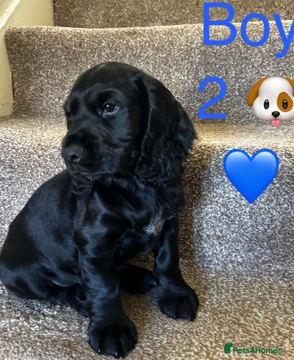 Cocker Spaniel dogs 9 weeks old Cocker Spaniels  £1650 💖💙💖💙 - Advert 2
