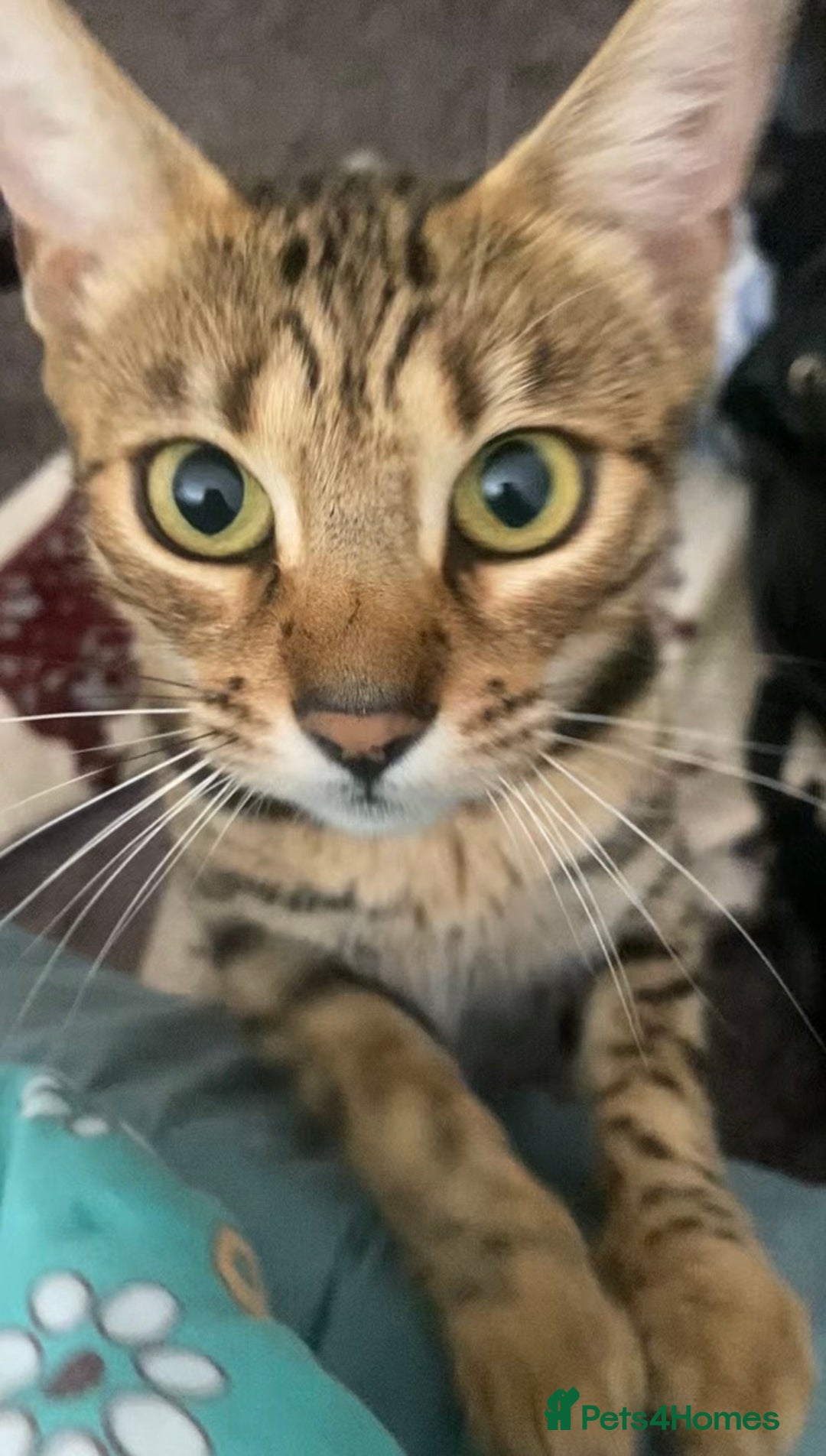 Bengal cats for sale: Female Bengal Cat looking for a new home - Image 2
