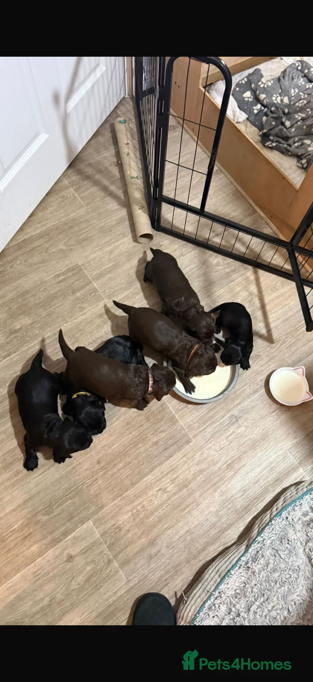 Cocker Spaniel dogs for sale: 3 Cocker Spaniel puppies. AVAILABLE TO VIEW - Advert 2