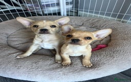 Mixed Breed dogs for sale: Gorgeous unique frenchiexchihuhua puppies  - Image 1