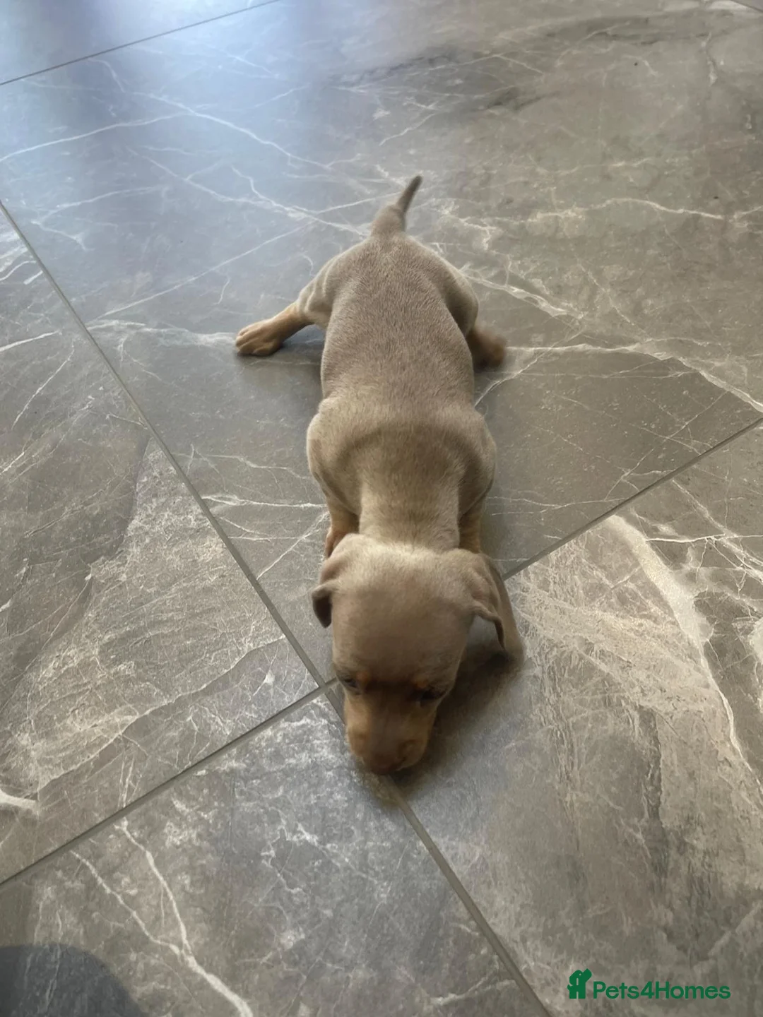 Miniature Dachshund dogs for sale: 2  miniature Dachshund puppies  - Advert 19