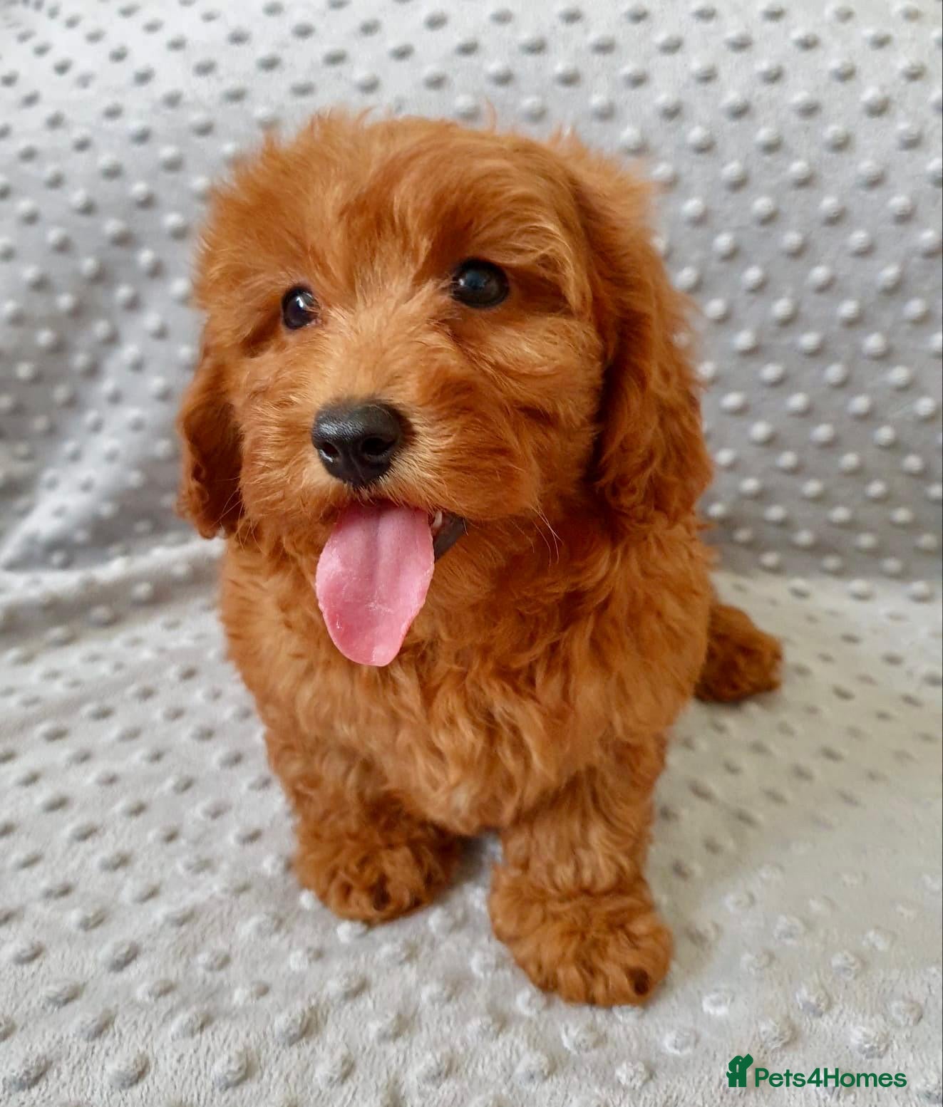 Maltipoo dogs READY TO LEAVE!! BEAUTIFUL LITTER OF F1B MALTIPOOS - Advert 2