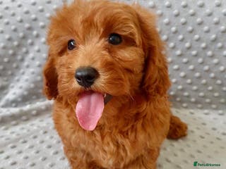 Maltipoo dogs READY TO LEAVE!! BEAUTIFUL LITTER OF F1B MALTIPOOS - Advert 2