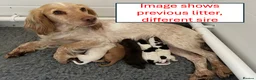 Cocker Spaniel dogs for sale: Working cocker spaniel puppies due 7th Sept - Advert 3