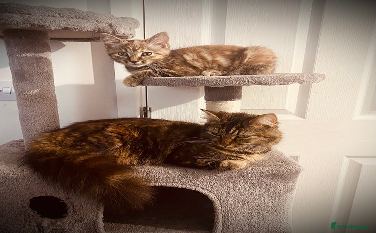 British Longhair cats - Advert 11