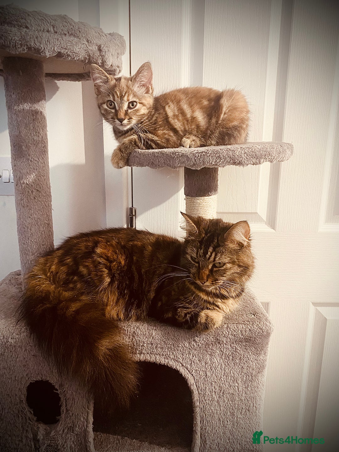 British Longhair cats for sale: Long hair cross tabby girl kitten - Image 1