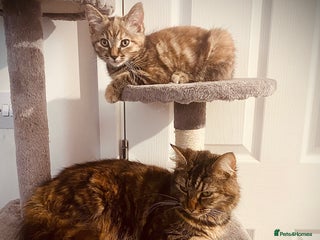 British Longhair cats Long hair cross tabby girl kitten - Advert 2