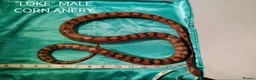 Corn Snake reptiles for sale: MALE Corn snakes £70 each in Blackpool - Advert 3