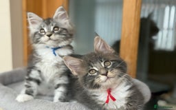 Maine Coon cats for sale: 2 Beautiful pedigree TICA reg Maine Coon kittens - Image 1